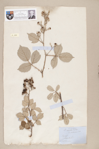 NHM_HH_43.33-2010 image NHM_HH_43.33-2010