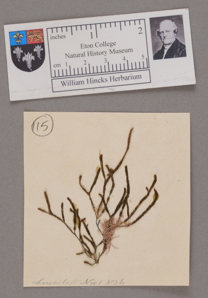 NHM_HH_1.115-2010 image NHM_HH_1.115-2010