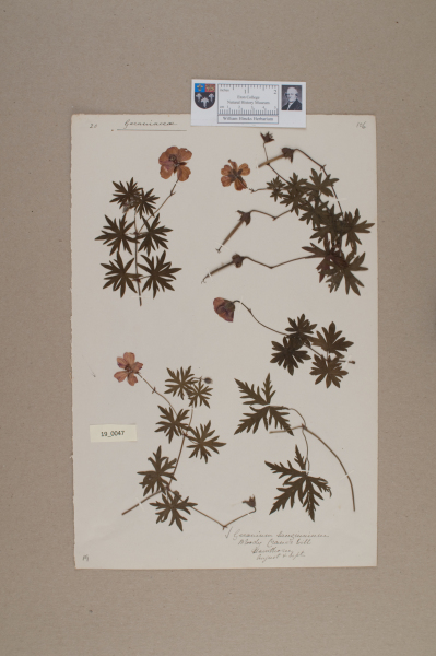 NHM_HH_19.47-2010 image NHM_HH_19.47-2010