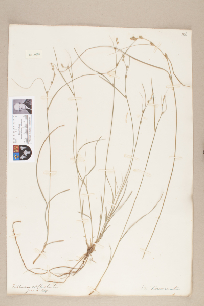 NHM_HH_33.78-2010 image NHM_HH_33.78-2010