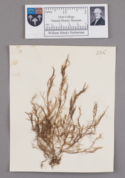 NHM_HH_1.205-2010 image NHM_HH_1.205-2010