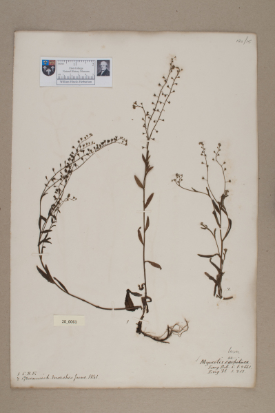 NHM_HH_20.61-2010 image NHM_HH_20.61-2010