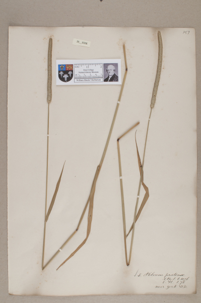 NHM_HH_35.106-2010 image NHM_HH_35.106-2010