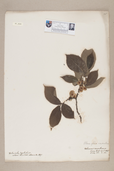 NHM_HH_7.124-2010 image NHM_HH_7.124-2010