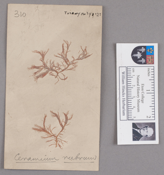 NHM_HH_1.310-2010 image NHM_HH_1.310-2010