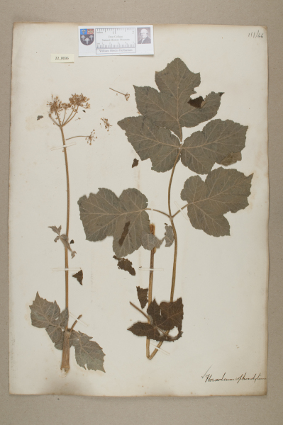 NHM_HH_22.36-2010 image NHM_HH_22.36-2010