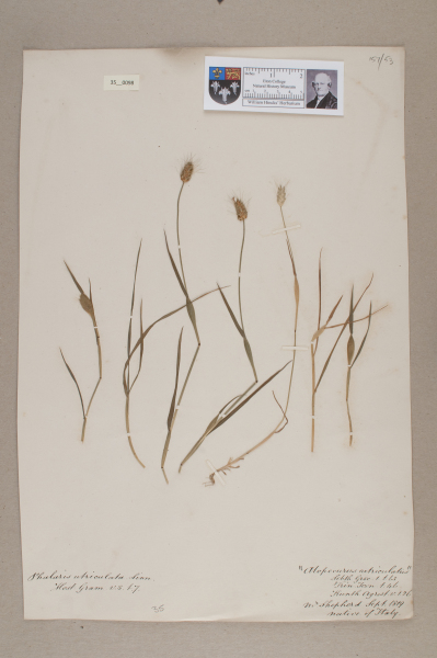 NHM_HH_35.98-2010 image NHM_HH_35.98-2010