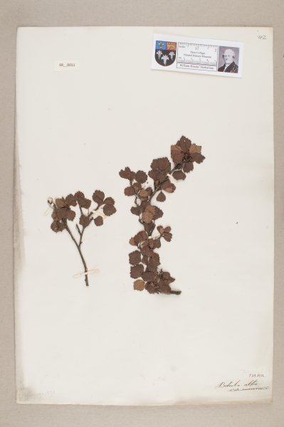 NHM_HH_8.11-2010 image NHM_HH_8.11-2010