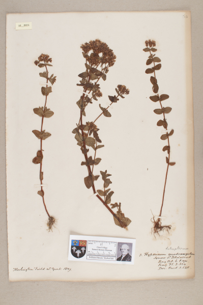 NHM_HH_10.21-2010 image NHM_HH_10.21-2010