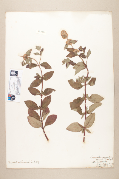 NHM_HH_23.82-2010 image NHM_HH_23.82-2010