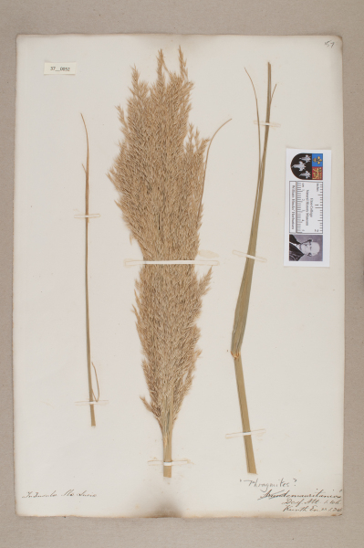 NHM_HH_37.52-2010 image NHM_HH_37.52-2010