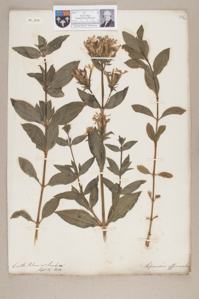 NHM_HH_9.110-2010 image NHM_HH_9.110-2010