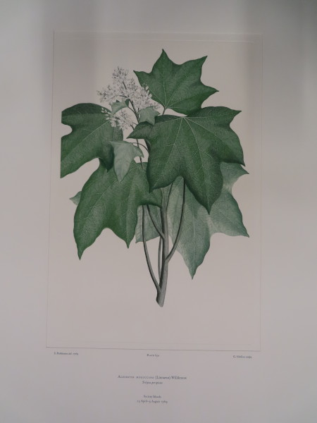 image FDA-E.2916_31_7-2016