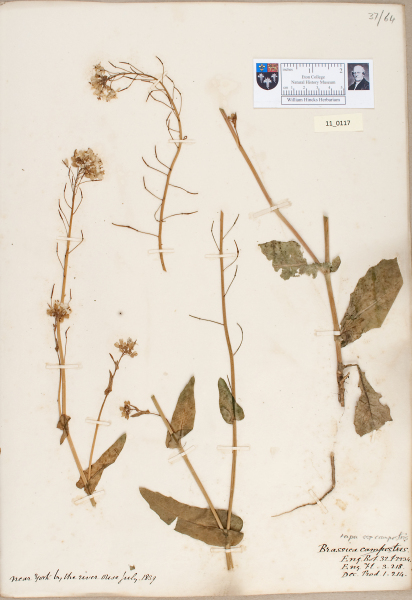 NHM_HH_11.117-2010 image NHM_HH_11.117-2010