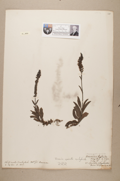 NHM_HH_25.56-2010 image NHM_HH_25.56-2010