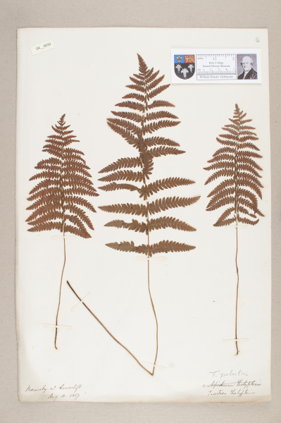 NHM_HH_4.33-2010 image NHM_HH_4.33-2010