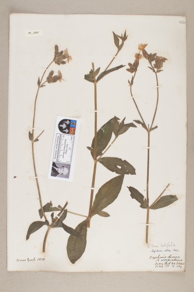 NHM_HH_9.97-2010 image NHM_HH_9.97-2010