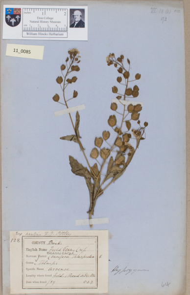 NHM_HH_11.85-2010 image NHM_HH_11.85-2010