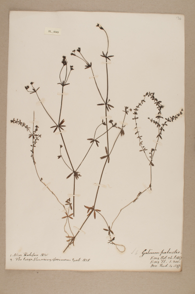 NHM_HH_26.49-2010 image NHM_HH_26.49-2010