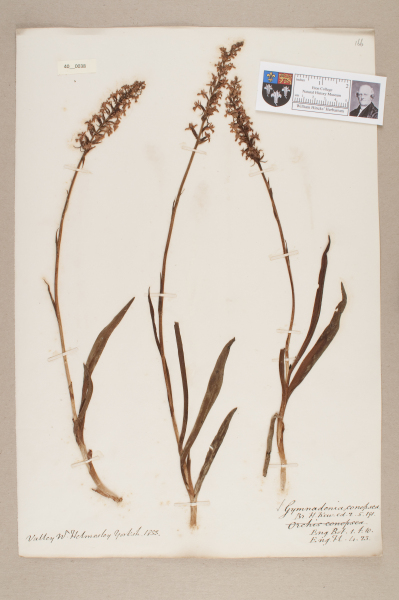 NHM_HH_40.38-2010 image NHM_HH_40.38-2010