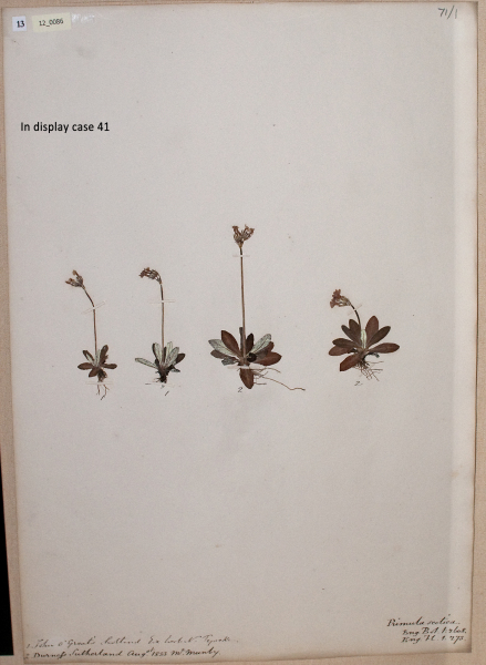 NHM_HH_12.86-2010 image NHM_HH_12.86-2010