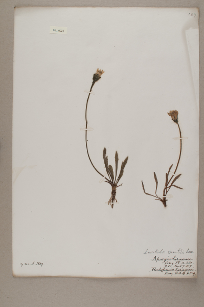 NHM_HH_28.21-2010 image NHM_HH_28.21-2010