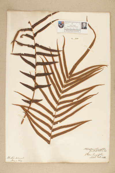 image NHM_HH_41.164-2010