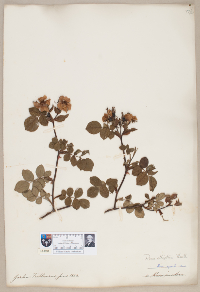 NHM_HH_14.14-2010 image NHM_HH_14.14-2010