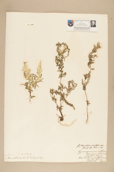 NHM_HH_41.99-2010 image NHM_HH_41.99-2010