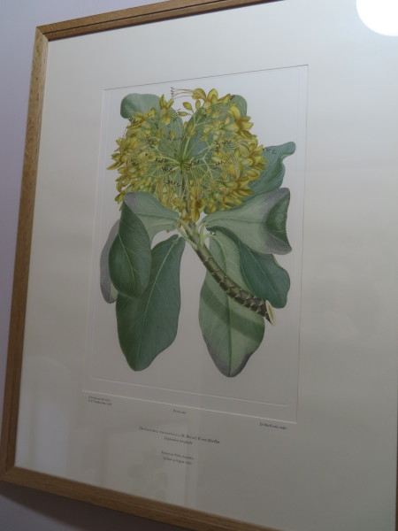 image FDA-E.2916_11_22-2016