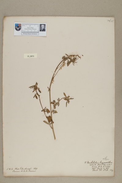 NHM_HH_15.73-2010 image NHM_HH_15.73-2010