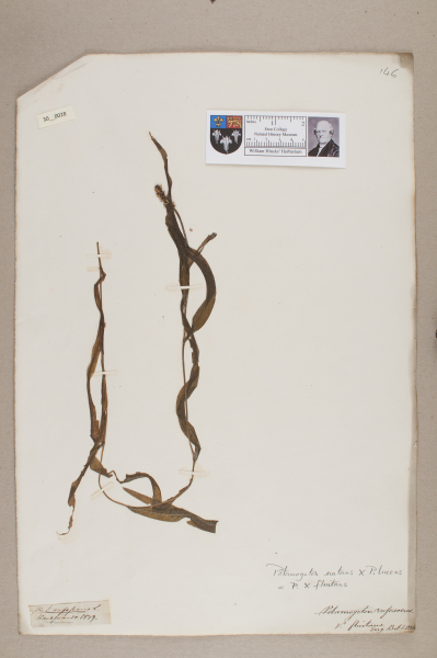 NHM_HH_30.28-2010 image NHM_HH_30.28-2010