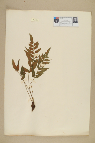 NHM_HH_42.40-2010 image NHM_HH_42.40-2010