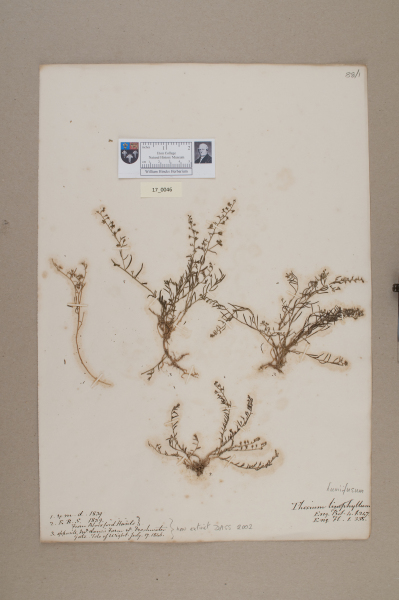 NHM_HH_17.46-2010 image NHM_HH_17.46-2010