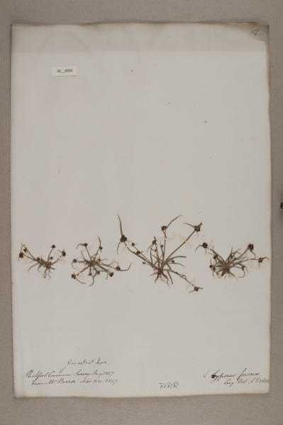 NHM_HH_32.35-2010 image NHM_HH_32.35-2010