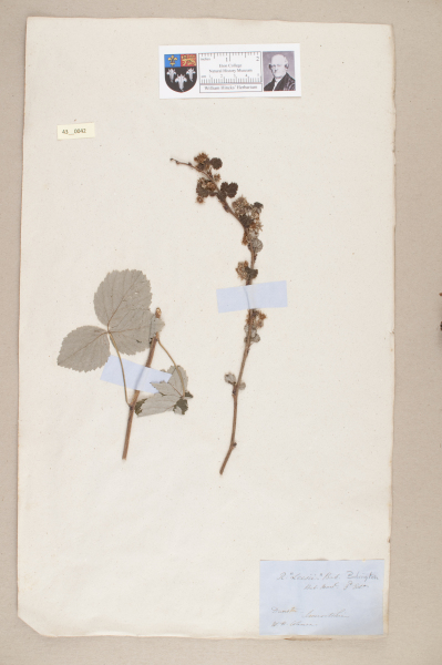 NHM_HH_43.42-2010 image NHM_HH_43.42-2010