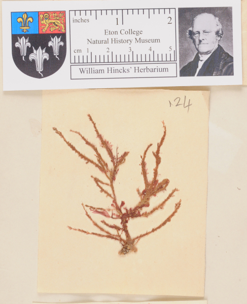 NHM_HH_1.124-2010 image NHM_HH_1.124-2010