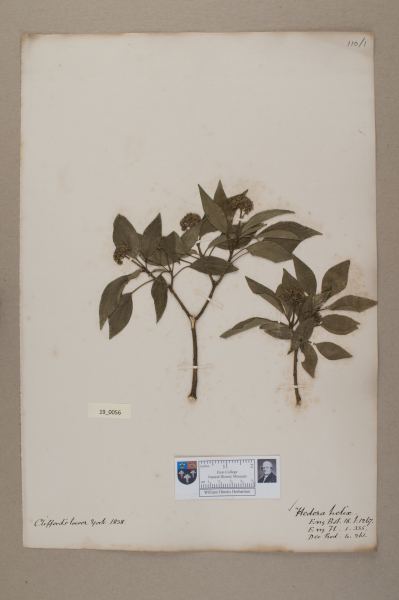 NHM_HH_19.56-2010 image NHM_HH_19.56-2010