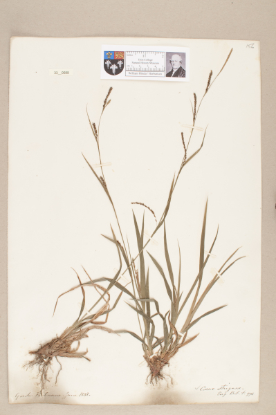 NHM_HH_33.88-2010 image NHM_HH_33.88-2010