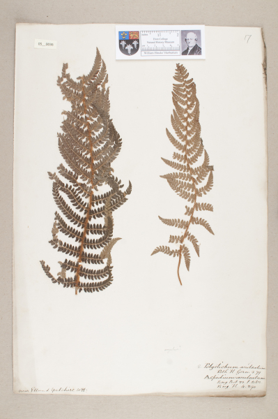 image NHM_HH_5.36-2010