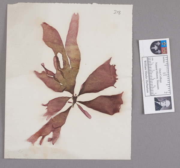 NHM_HH_1.218-2010 image NHM_HH_1.218-2010