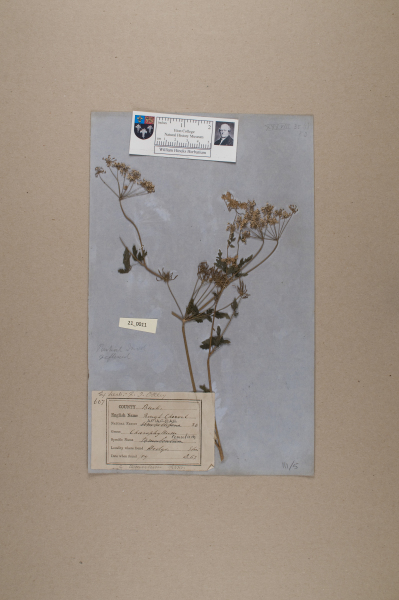 NHM_HH_21.11-2010 image NHM_HH_21.11-2010