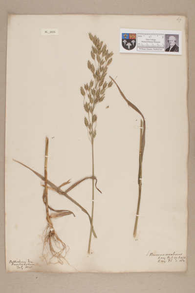 NHM_HH_35.115-2010 image NHM_HH_35.115-2010