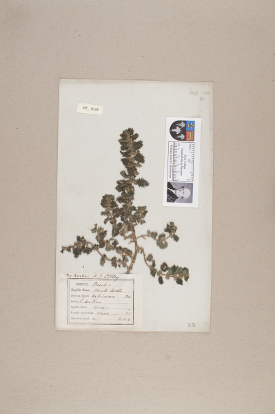 NHM_HH_7.133-2010 image NHM_HH_7.133-2010