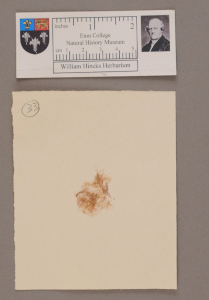 NHM_HH_1.33-2010 image NHM_HH_1.33-2010