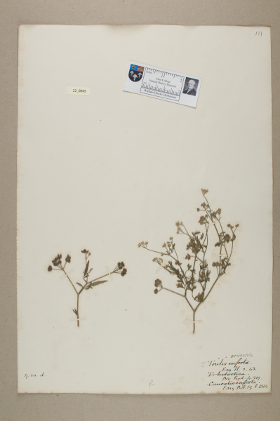 NHM_HH_22.45-2010 image NHM_HH_22.45-2010