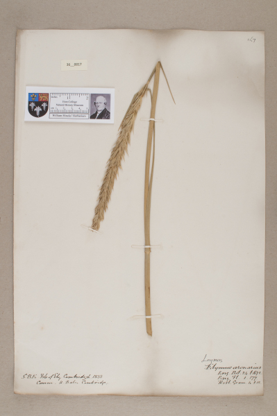 NHM_HH_36.17-2010 image NHM_HH_36.17-2010