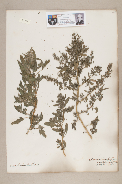 NHM_HH_8.20-2010 image NHM_HH_8.20-2010