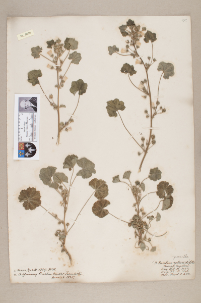 NHM_HH_10.30-2010 image NHM_HH_10.30-2010