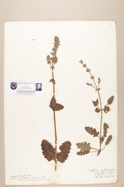 NHM_HH_23.91-2010 image NHM_HH_23.91-2010